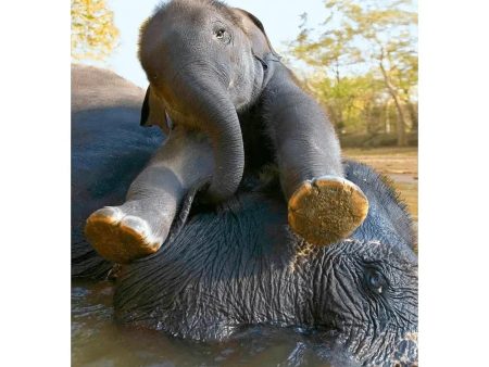 Asian Elephant and Calf Bathing - 3D Lenticular Postcard Greeting Cardd - NEW Online Sale