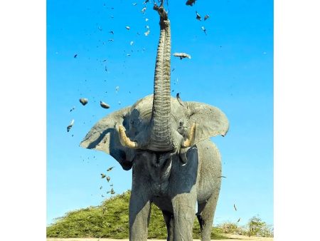 African Elephant Mudbathing - 3D Lenticular Postcard Greeting Cardd - NEW Online