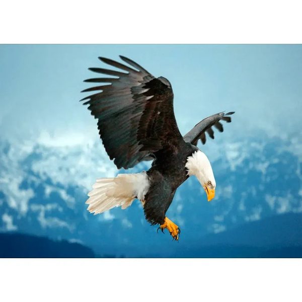 Bald Eagle about to land - 3D Lenticular Postcard Greeting Card For Cheap