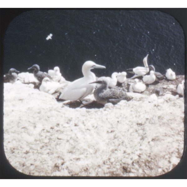 Bird Sanctuary - View-Master Single Reel - vintage - 9067 Hot on Sale