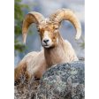 Bighorn Sheep 2 - 3D Lenticular Postcard Greeting Cardd - NEW on Sale