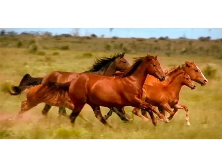 Wild Horses Running - 3D Action Lenticular Oversize-Postcard Greeting Card - NEW Online now