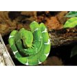 Green Snake - 3D Lenticular Postcard Greeting Card - NEW Cheap