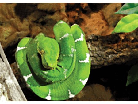 Green Snake - 3D Lenticular Postcard Greeting Card - NEW Cheap