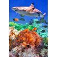 SHARK and CORAL - 3D Magnet for Refrigerator, Whiteboard, Locker Online Sale