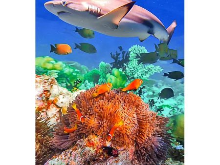 SHARK and CORAL - 3D Magnet for Refrigerator, Whiteboard, Locker Online Sale