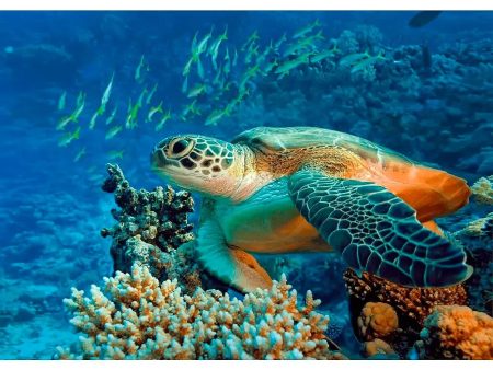 Green Sea TURTLE - 3D Lenticular Postcard Greeting Card- NEW Sale