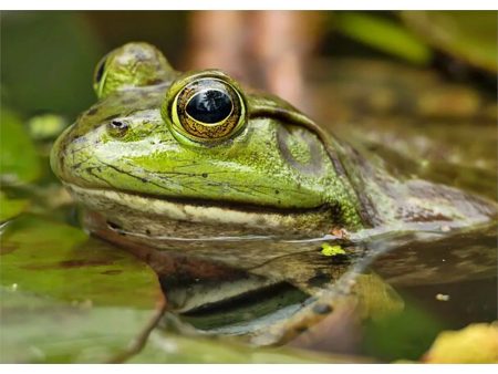 AMERICAN BULLFROG - 3D Lenticular Post Card Greeting Card - NEW Fashion