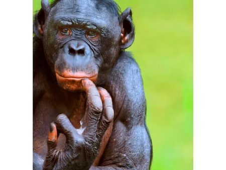 Bonobo brooding (Pygmy Chimpanzee) - 3D Lenticular Postcard Greeting Cardd - NEW Online now