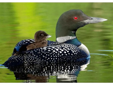 Baby Common Loon - 3D Lenticular Postcard Greeting Card Online Hot Sale