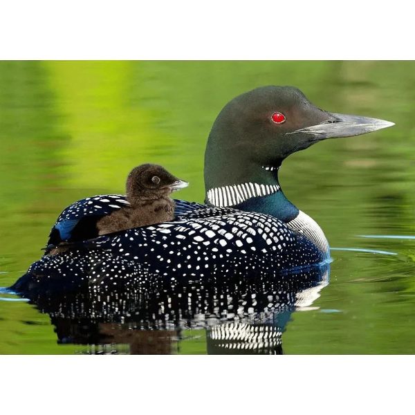 Baby Common Loon - 3D Lenticular Postcard Greeting Card Online Hot Sale