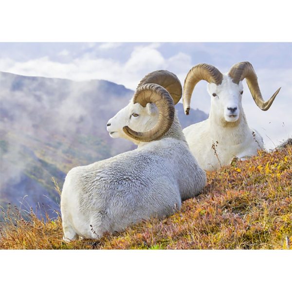 Dall Sheep - 3D Lenticular Postcard Greeting Card - NEW Online now