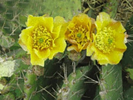 Cactus Flower - 3D Lenticular Postcard Greeting Card - NEW Sale