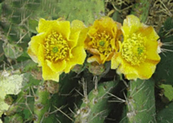 Cactus Flower - 3D Lenticular Postcard Greeting Card - NEW Sale