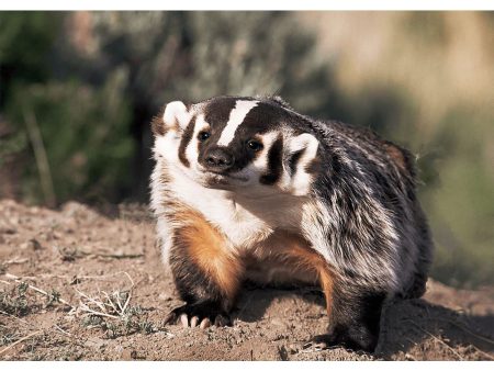 Badger - 3D Lenticular Postcard Greeting Cardd - NEW Supply