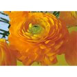 Buttercup - Flower -3D Lenticular Postcard Greeting Card - NEW For Cheap