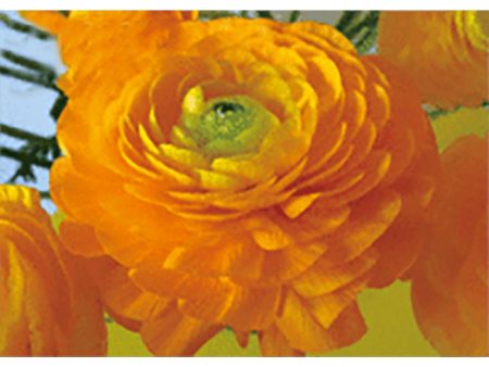 Buttercup - Flower -3D Lenticular Postcard Greeting Card - NEW For Cheap