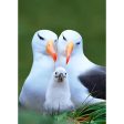 Albatross - 3D Lenticular Postcard Greeting Card For Discount