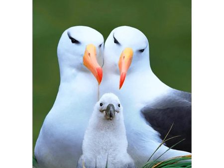 Albatross - 3D Lenticular Postcard Greeting Card For Discount