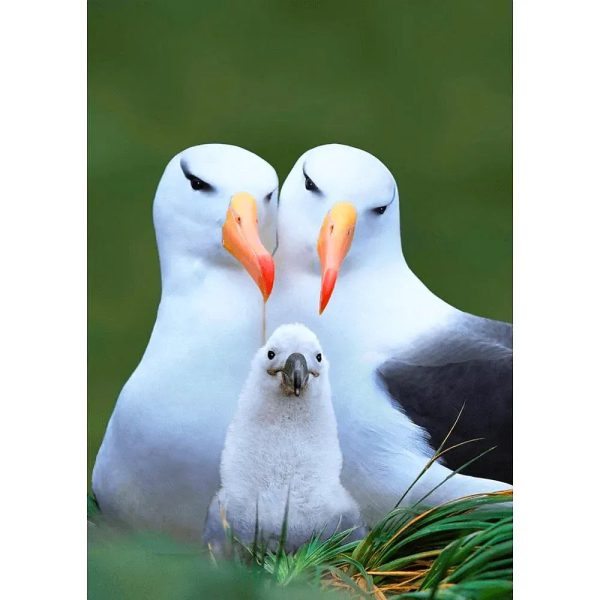 Albatross - 3D Lenticular Postcard Greeting Card For Discount