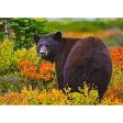 Black Bear - 3D Lenticular Postcard Greeting Cardd - NEW Cheap