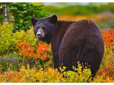 Black Bear - 3D Lenticular Postcard Greeting Cardd - NEW Cheap