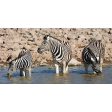 Zebras - 3D Lenticular Oversize-Postcard Greeting Card - NEW Discount