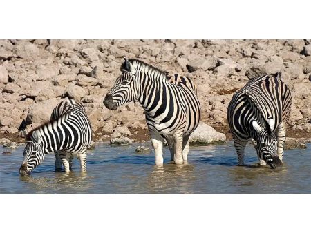 Zebras - 3D Lenticular Oversize-Postcard Greeting Card - NEW Discount