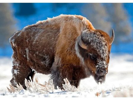 American Bison in Snow - 3D Lenticular Postcard Greeting Cardd - NEW Online