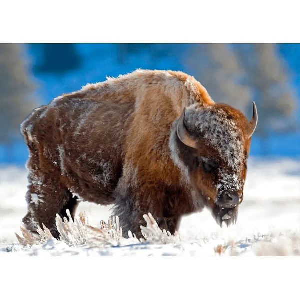 American Bison in Snow - 3D Lenticular Postcard Greeting Cardd - NEW Online