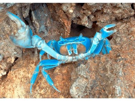 Blue Crab - 3D Lenticular Postcard Greeting Card- NEW For Cheap