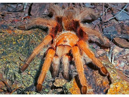 Western Desert Tarantula - 3D Lenticular Postcard Greeting Card For Discount