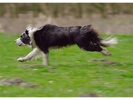 Border Collie Running - 3D Action Lenticular Postcard Greeting Card - NEW For Cheap