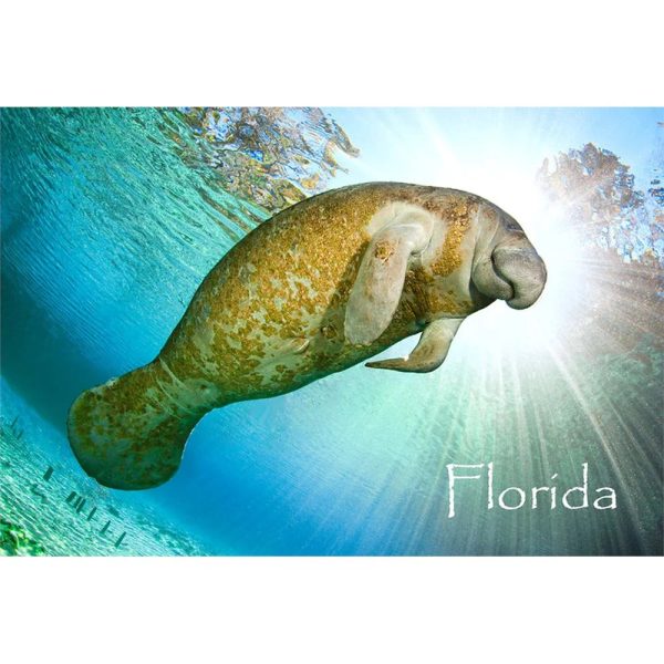 MANATEE - 3D Magnet for Refrigerators, Whiteboards, and Lockers - NEW For Cheap