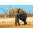 African Bush Elephant - 3D Lenticular Postcard Greeting Cardd - NEW Sale