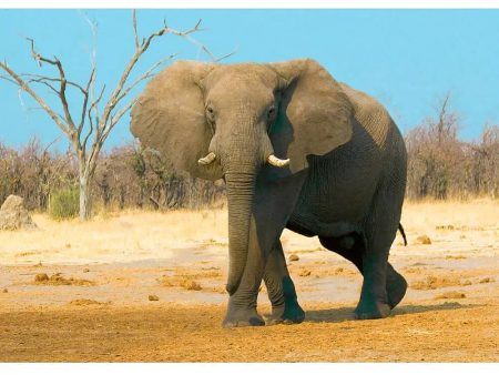 African Bush Elephant - 3D Lenticular Postcard Greeting Cardd - NEW Sale