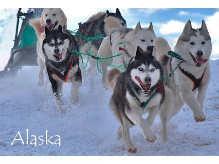 SLED DOGS - ALASKA - 3D Magnet for Refrigerators, Whiteboards, and Lockers - NEW Online