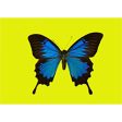 Animated Butterfly - Postcard Motion Lenticular Greeting Card - NEW Online now