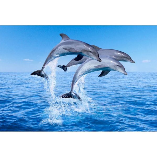 DOLPHINS JUMPING - 3D Magnet for Refrigerator, Whiteboard, Locker Hot on Sale