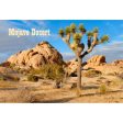 JOSHUA TREE - 3D Magnet for Refrigerators, Whiteboards, and Lockers - NEW Sale