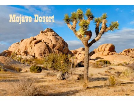 JOSHUA TREE - 3D Magnet for Refrigerators, Whiteboards, and Lockers - NEW Sale