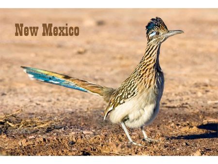 ROADRUNNER - 3D Magnet for Refrigerators, Whiteboards, and Lockers - NEW For Sale