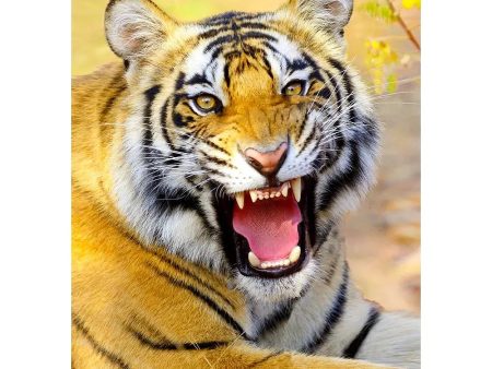 Bengal Tiger roaring - 3D Lenticular Postcard Greeting Card - NEW Online Hot Sale