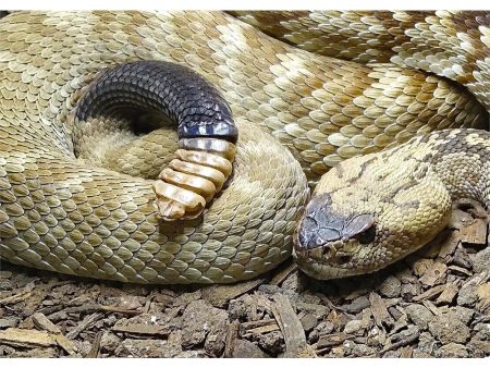 Black-Tailed Rattlesnake - 3D Lenticular Postcard Greeting Card - NEW Supply