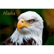 BALD EAGLE FACE - ALASKA - 3D Magnet for Refrigerator, Whiteboard, Locker Sale