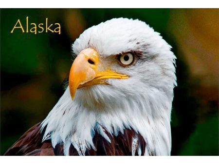 BALD EAGLE FACE - ALASKA - 3D Magnet for Refrigerator, Whiteboard, Locker Sale