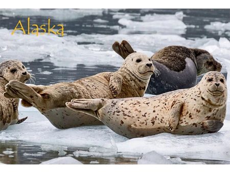 SEALS & OTTERS - ALASKA - 2 Image 3D Flip Magnet for Refrigerators, Whiteboards, and Lockers - NEW Online