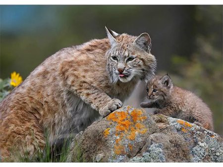 Bobcat and Kitten - 3D Lenticular Postcard Greeting Card - NEW Fashion