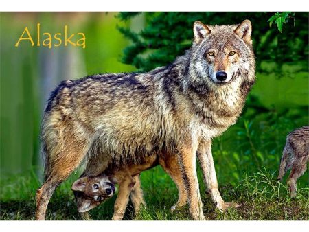 WOLF AND PUP - ALASKA - 3D Magnet for Refrigerators, Whiteboards, and Lockers - NEW Hot on Sale