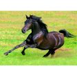 Arabian Horse Galloping - 3D Lenticular Postcard Greeting Card - NEW Sale